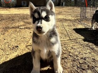 SIBERIAN HUSKIES READY TO HOME NOW ONLY 5 LEFT