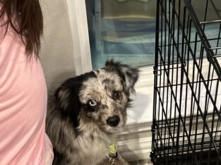 mini aussie