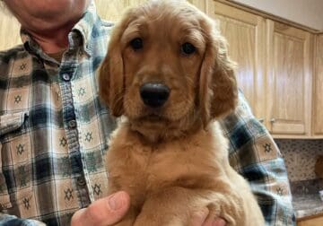 Golden Retriever Puppies!