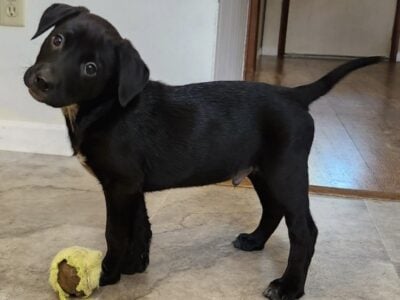 Labraheelers – Black Lab & Blue Heeler Mix puppies