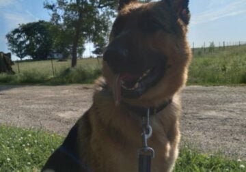 AKC Registered German Shepard 3yrs old for sale