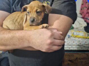 Bully/pit mix