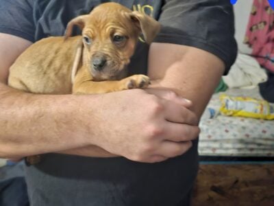 Bully/pit mix