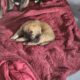 English Mastiff Puppies