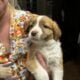 Free puppies
