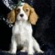Bear AKC Cavalier
