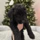 Golden Mountain Doodle Puppies for Sale! 🐶