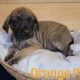 English Mastiff Puppies