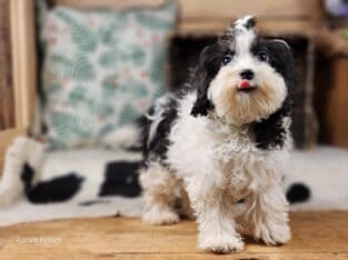 cavapoo puppies