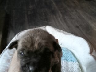 American bully