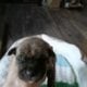 American bully