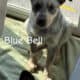Seeking Family to love, Blue Heeler / Texas Heeler