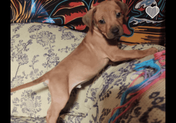 Rhodesian Ridgeback puppies