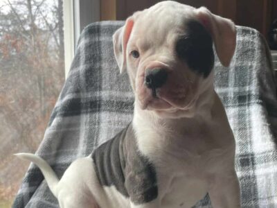 American Bulldog puppies