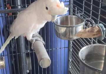 Goffin Cockatoo