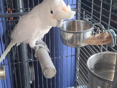 Goffin Cockatoo