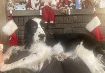 Haven’s English springer spaniels