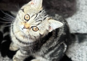 UNIQUE PATTERN – BSH Classic Tabbies