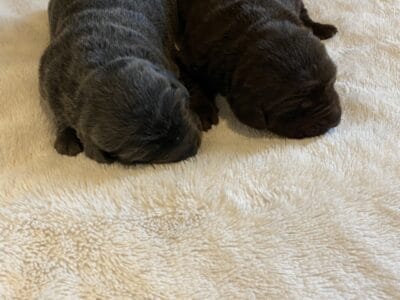 Lab puppies