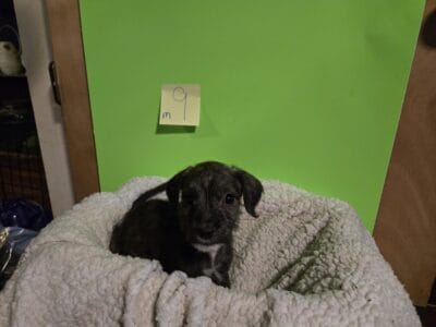 Pittbull/poodle mix puppies