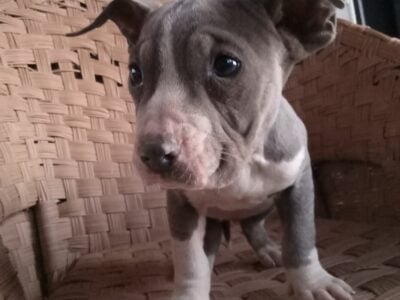 Xxl bully