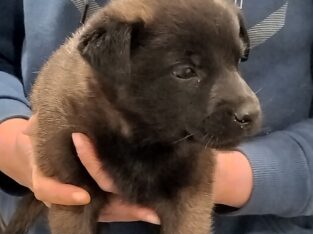Alpha is like a little bear