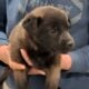Alpha is like a little bear