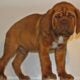 Puppy Dogue de Bordeaux