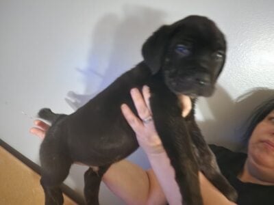 Cane corso puppies