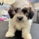 Teddy Bear Puppies! Shih Tzu & Bichone Frise MIx