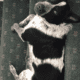 Rehoming 5yo blue heeler