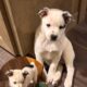 Seeking Family to love, Blue Heeler / Texas Heeler