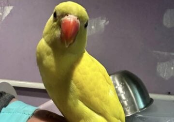 Male dna tested green harlequin Indian ringneck