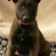 7 Malinois Puppies for Sale