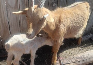 Guernsey cross dairy type baby goats