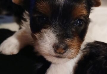 CKC female Parti YORKY