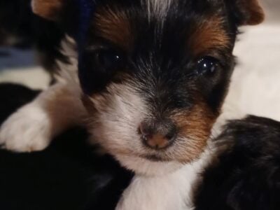 CKC female Parti YORKY