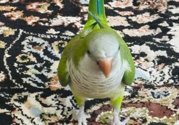 bird for sale