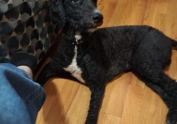 Must rehome ASAP