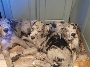 6 Great Dane puppies 11weeks