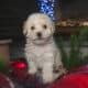 Maltipoo Puppies – 8 week old males