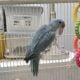 Indian Ringneck babies