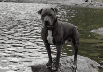 pit bulls looking for new homes
