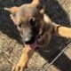 AKC FEMALE GERMAN SHEPHERD DOG