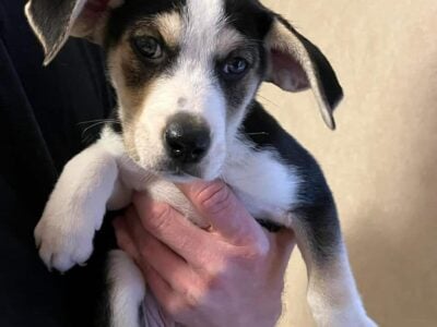 Husky mix