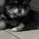 POMERANIANS WHITE 6WKS