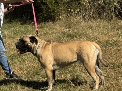 Bullmastiff Puppies – Show Quality