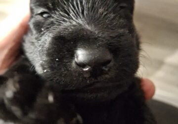 OZZY (Scottish Terrior)