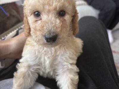 Golden doodle puppies