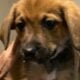 Puppies looking for homes